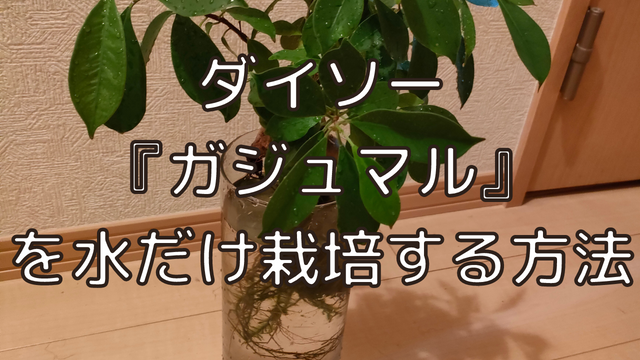 ダイソーの ガジュマル を水耕栽培で育てる方法 実践しているポイント プチプラ部